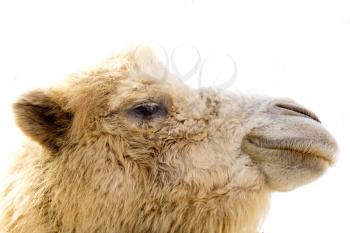 camel closeup portrait 