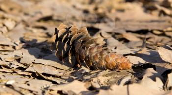 Detail of one pine cone 
