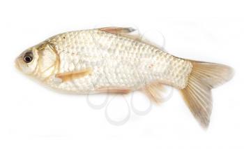 crucian carp on white background 