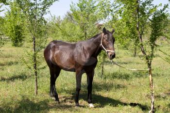 horse tied to a tree