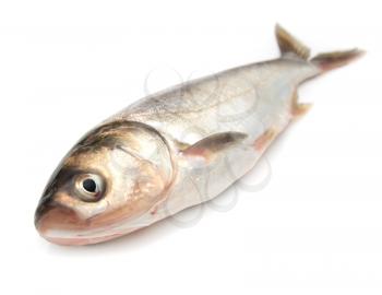 carp on a white background