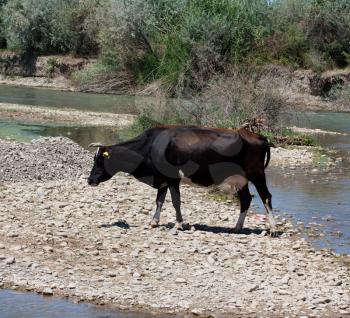 Cows graze on the river