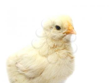 a little chicken on a white background