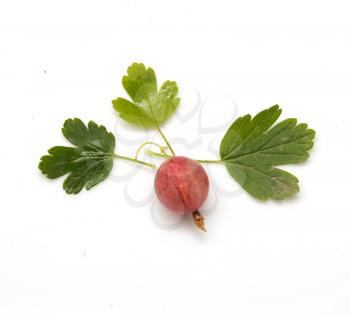 gooseberries on a white background