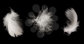 feather on the black background 