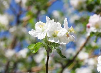 apple flowers