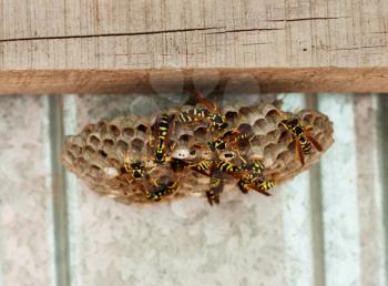 Honeybees on a comb 