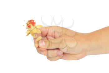 Hand with dried flower on a white background