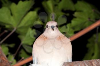  dove at night
