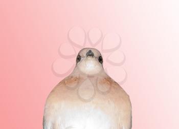 pigeon on a pink gradient