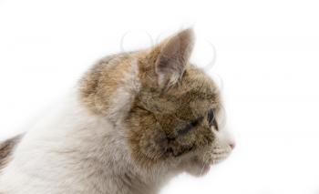 portrait of a cat on a white background