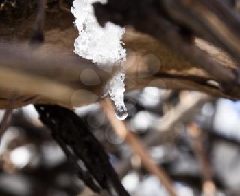 a drop of water flows down from the snow on the tree