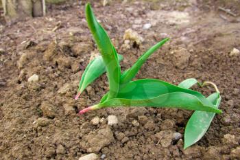 Young leaves of tulips on the earth