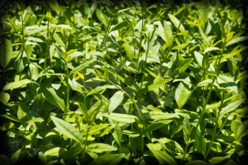 green leaves on the bush as a backdrop