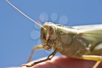 grasshopper macro