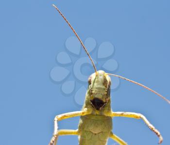 grasshopper macro