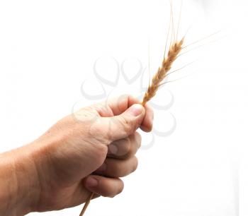 Wheat in a hand on a white background