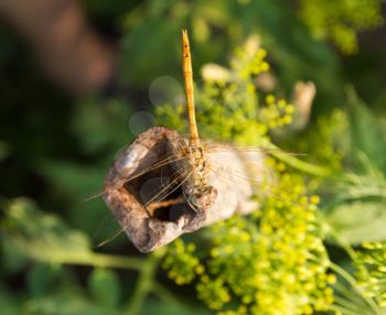 Dragonfly , macro