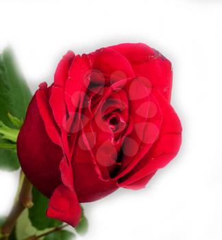 Red rose on a white background