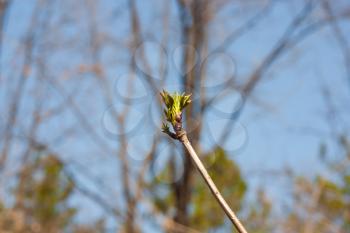 the opened bud on a tree branch