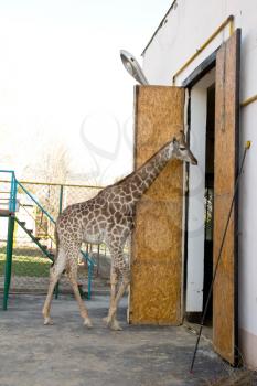 Giraffe goes home