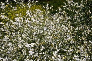 white flowers in nature