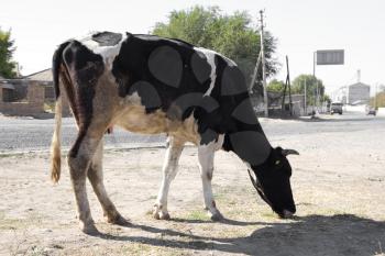 cow in  ​​city