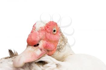 Portrait of a goose on a white background