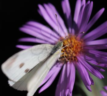 beautiful butterfly in nature