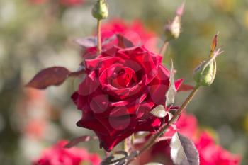 beautiful red rose flower in nature