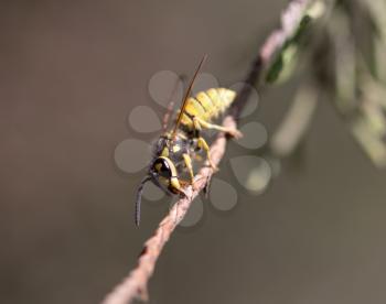 wasp on a tree branch. macro