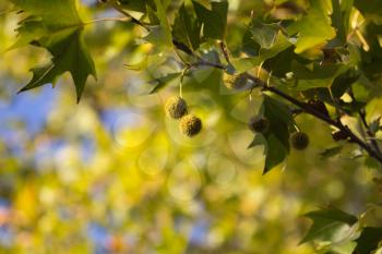 prickly fruit on the tree