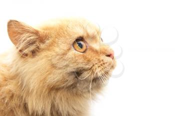 Portrait of a red cat on a white background