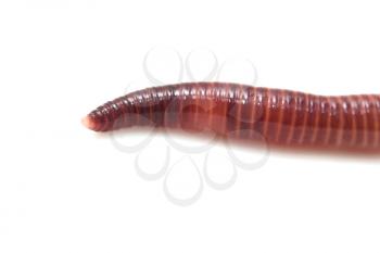 earthworm on a white background