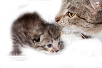 little kitty cat with mum