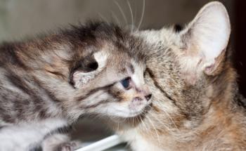 little kitty cat with mum