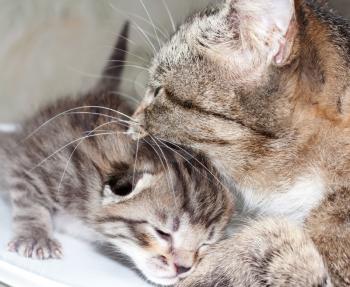 little kitty cat with mum