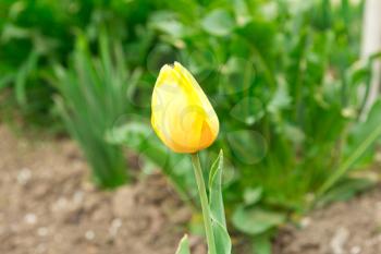 Beautiful yellow tulip on the nature