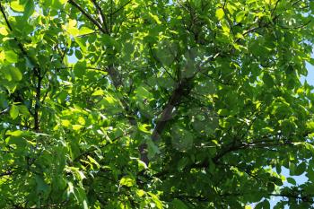 walnut tree in the nature
