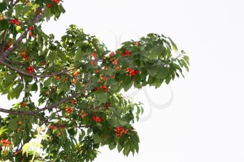 ripe cherries on the tree