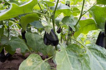 eggplant in the bush