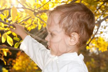 portrait of a boy on the nature of the fall