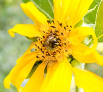 The bee on a sunflower collects honey