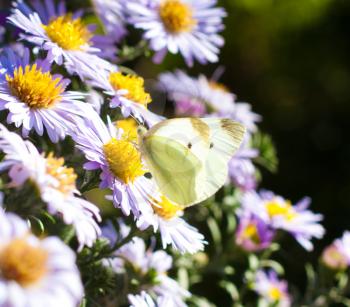 beautiful flowers in nature