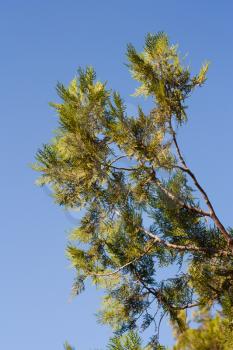 conifer tree on the nature