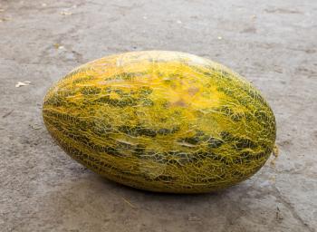 melon