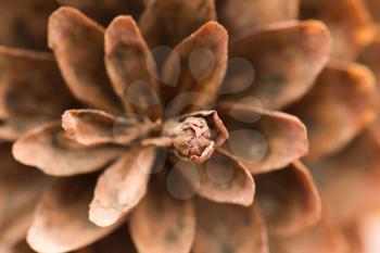 pine cones. macro