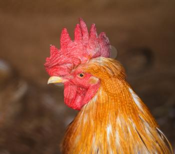 portrait of a rooster