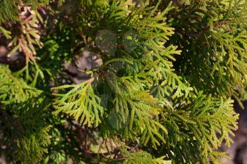 conifer tree on the nature
