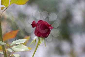 beautiful red rose flower in nature